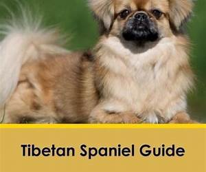 Tibetan Spaniel Training Guide. Tibetan Spaniel Training Book Includes: Tibetan Spaniel Socializing, Housetraining, Obedience Training, Behavioral Training, Cues \u0026 Commands and More